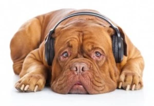dog with headphones dog with headphones