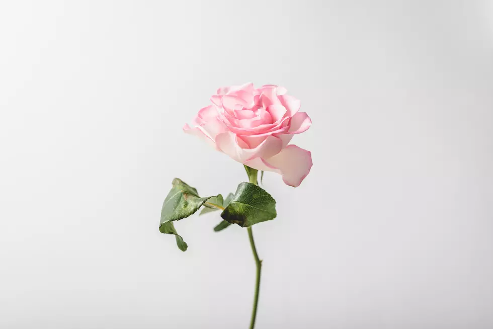 Texas Is Actually Home To America’s Largest Rose Garden
