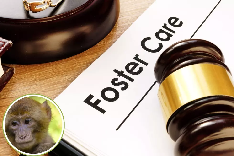 Unbelievable Allegation: Texas Find Linked to Foster Mom’s Monkey Trade