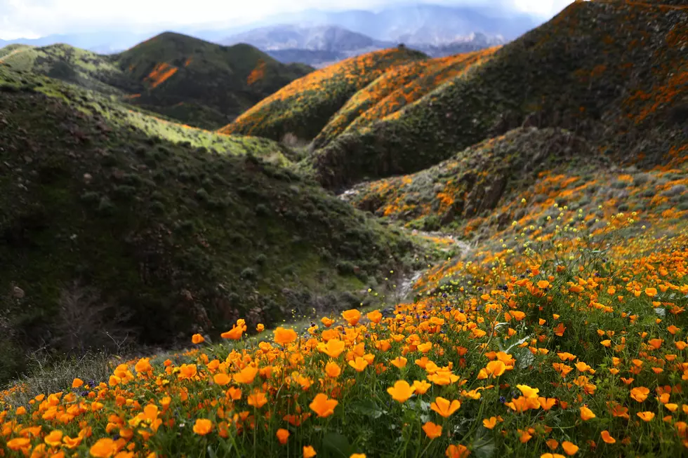 Where Are All The Poppies? Less Poppies in Bloom This Year