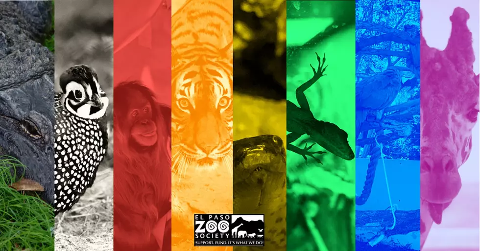 Roar with Pride With the El Paso Zoo Society This Pride Month