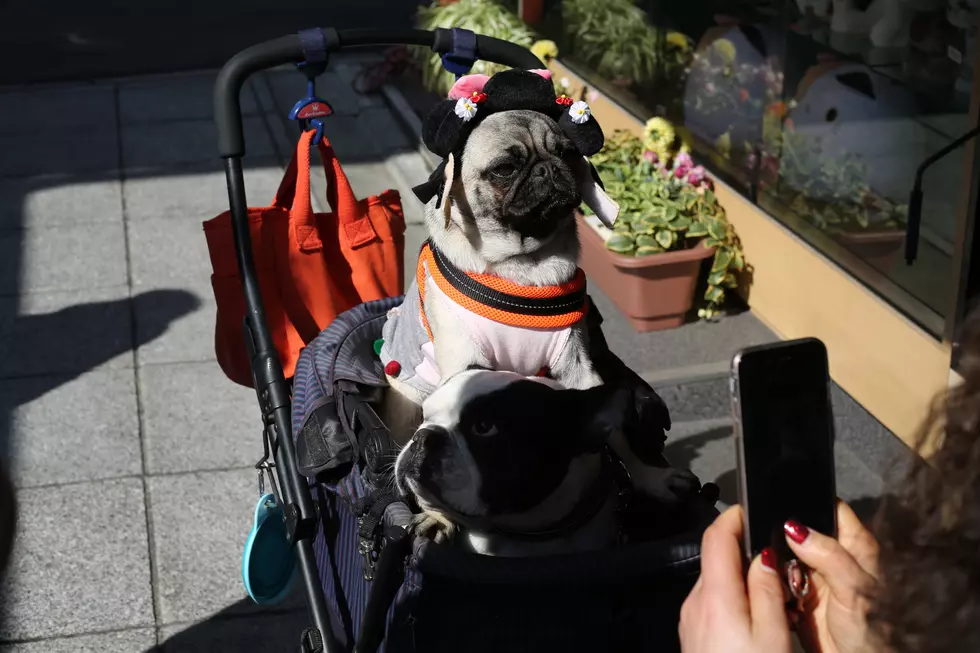 Enter Your Pet’s Spooky Good Costume For a Chance to Win Prizes