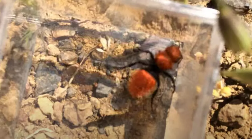 Be Careful on Your Hikes In New Mexico & Be Aware of Velvet Ants