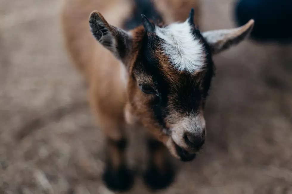 Photo by Patrick Fore on Unsplash