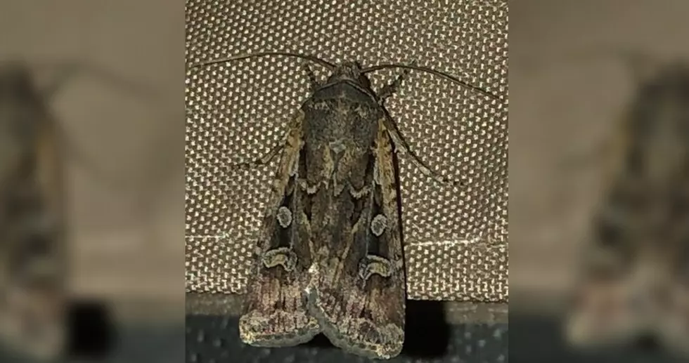 El Paso’s Moth Invasion – Here’s What You Can Do About Them