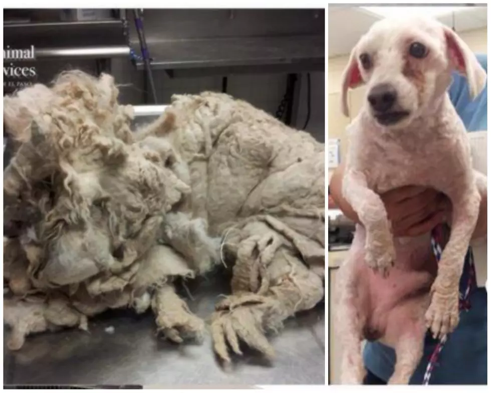 Severely Abused El Paso Dog Finds Forever Home