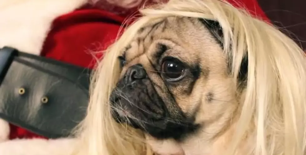 This Adorable Pug Only Wants One Thing for Christmas (And it’s Not You)