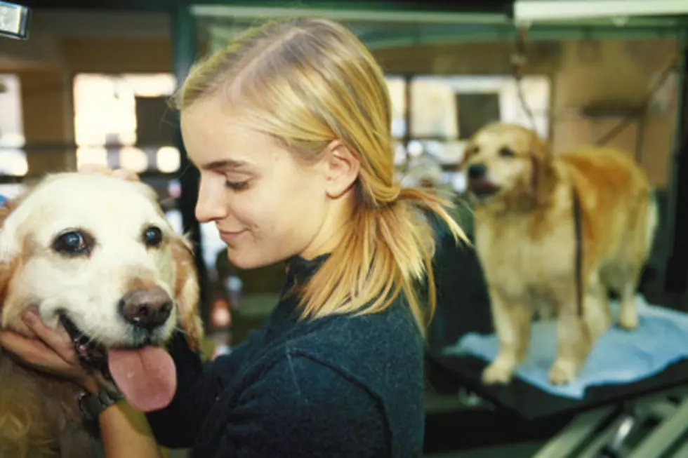 Adopt an El Paso Pet For Only $5 For The Cinco De Mayo Animal Services Fiesta