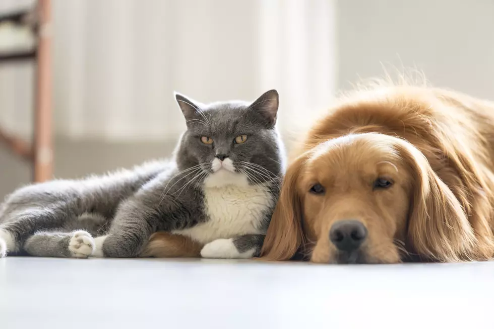 Are You Feeding Your Dog This Food That Can Cause Heart Disease?