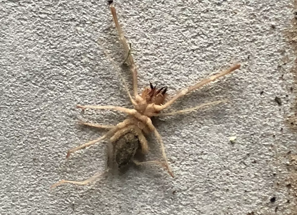 What Are These Terrifying Creatures I Am Finding in Horizon?