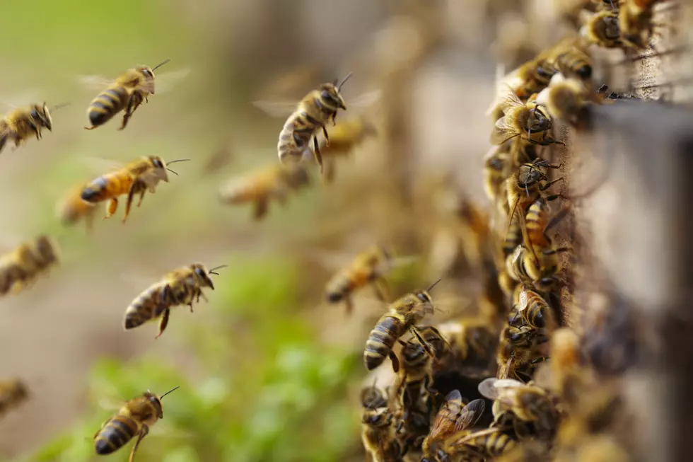 Get Ready For Bee Season With These Tips On How To Deal With The Little Buzzers