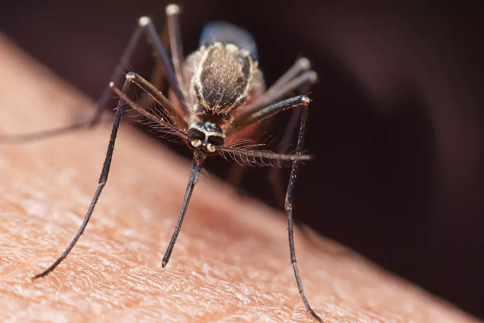 How To Keep Mosquitoes Out Of Your Yard After This Week’s Rains