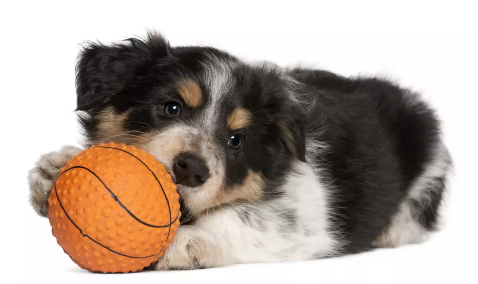 Help El Paso Humane Society Win March Muttness With Your Donation