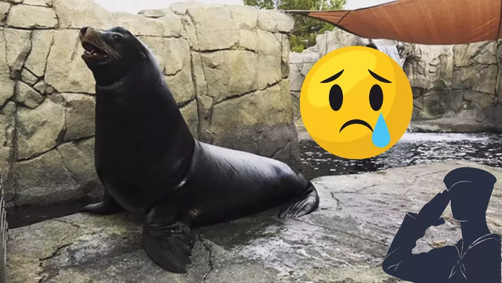 Texas Zoo Mourns The Loss of The Only Military Veteran Animal at Zoo