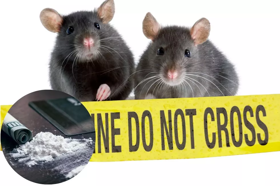 Houston’s Drug-Addicted Rats: Yes, This Is Real