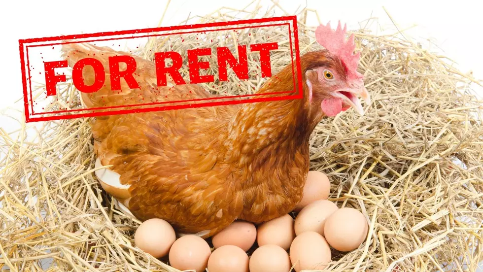 Egg Prices Soar—Here’s How Renting Chickens Can Save You