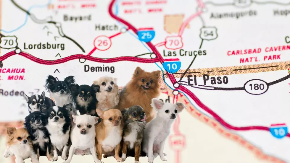 These Are the Most El Paso,TX Dog Names Ever—Is Yours on the List?