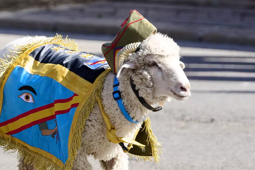 The Beer-Drinking Goat Who Became Mayor in Texas