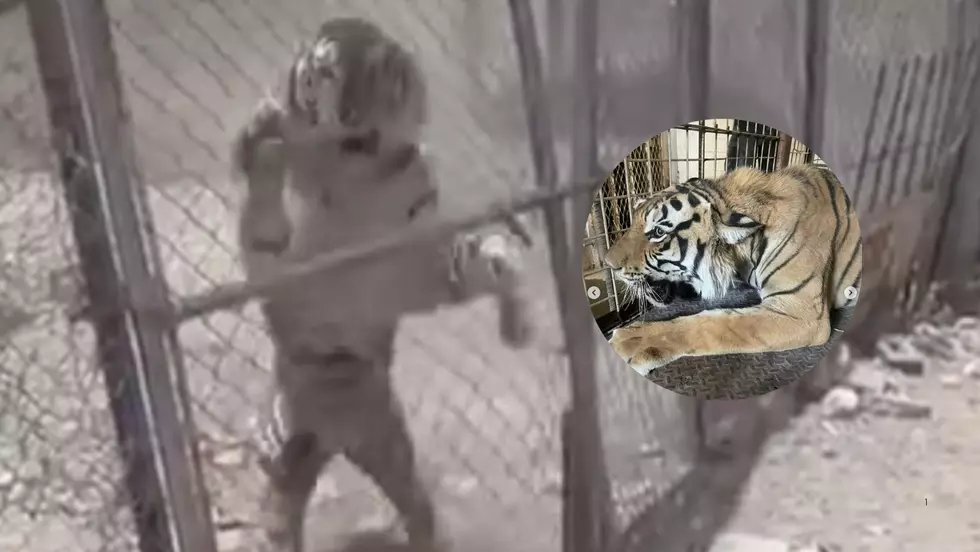 Tiger Found Near Texas Border Neighborhood in Poor Conditions