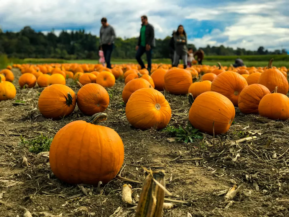 Don’t Miss La Union Maze’s Fall Opening Weekend