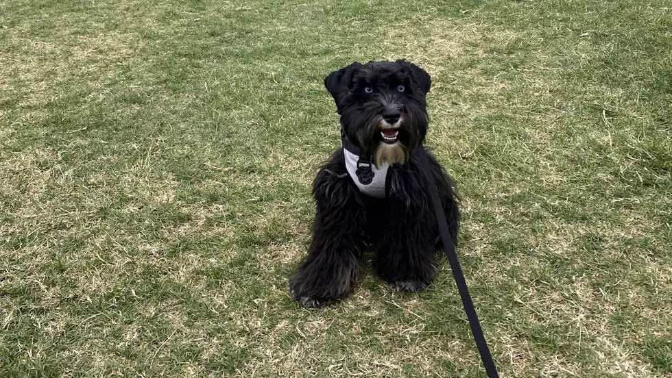 Texas Picks Its Favorite Puppy And The Answer Might Surprise You